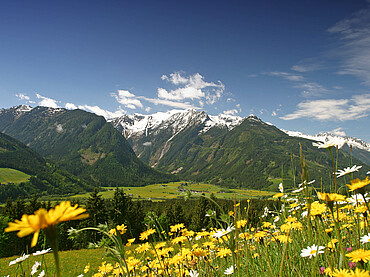 Sommerlandschaft in Neukirchen in Salzburg beim Hotel Steiger