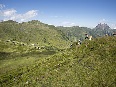 Sommerlandschaft in Neukirchen in Salzburg beim Hotel Steiger